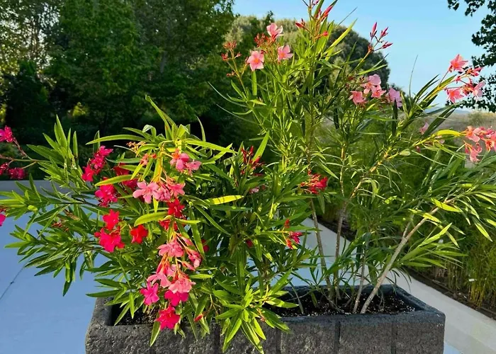 Jadore Dune 9 Pool And - Sunny